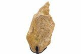 Fossil Hadrosaur Limb Bone Section w/ Metal Stand - South Dakota #340081-1